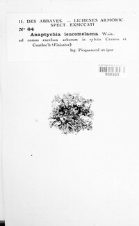 Anaptychia leucomelaena image